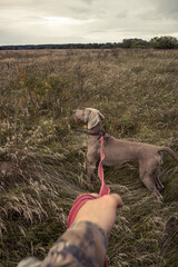 Hunting dog Weimaraner on a leash in rural field during hunting season