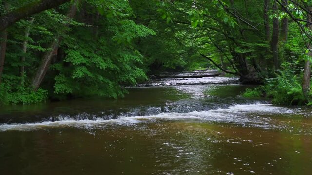Nature reserve Cascades on Tanew River (Szumy nad Tanwią), Roztocze, Poland. River flowing through the green forest in the summertime. 
