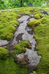 Obraz premium Large boulders overgrown with moss lie in an oak forest