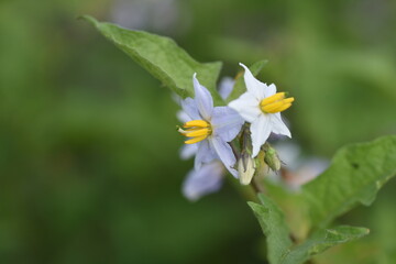 Carolina horsenettle flowers. Solananaceae perennial plant.