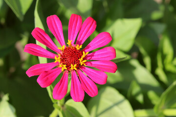 Obraz premium flower pink bright close - up macro photography on a green background