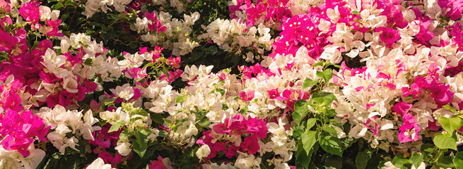 Background with bright pink and white Bougainvillea flowers. Banner