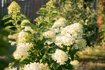 Bush of blossoming cultivar Hydrangea paniculata Limelight. Beautiful branches with white flowers in summer garden - obrazy, fototapety, plakaty