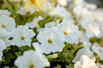 Close up of white petunia flowers on blurred of nature background