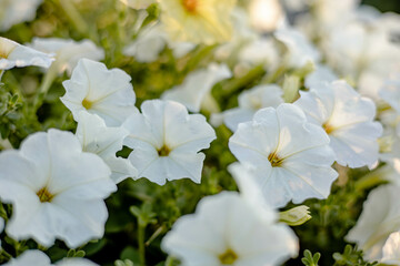 Close up of white petunia flowers on blurred of nature background