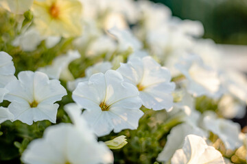 Obraz na płótnie Canvas Close up of white petunia flowers on blurred of nature background