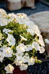 Close up of white petunia flowers on blurred of nature background
