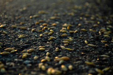 Wheat grain. Wheat on a sunset background. road