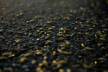 Wheat grain. Wheat on a sunset background. road
