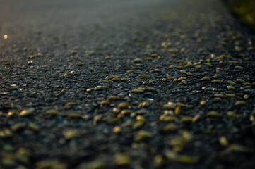 Wheat grain. Wheat on a sunset background. road