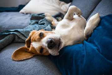 Beagle dog tired sleeps on a couch on his back