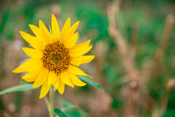 Small yellow Sunflower in the field close-up photo