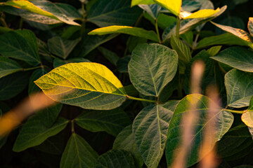 Closeup of green leaves of soybean plant, agricultural landscape