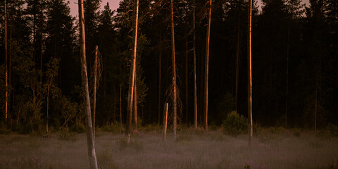 Midnight sun in the forest