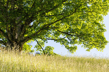 Single, old maple tree in the mountains, Kleinwalsertal, Riezlern, Austria