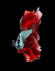 Beautiful red dragon siamese fighting fish, betta fish isolated on Black background.Crown tail Betta in Thailand.