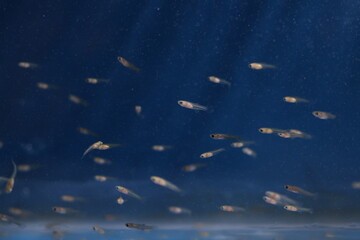 Ornamental Fish Production. Close up of a shoal of newborn Guppy fry in blue background