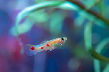 Fototapeta premium Poecilia reticulata hybrid in aquarium. Guppy Multi Colored Fish in a Tropical Acquarium.