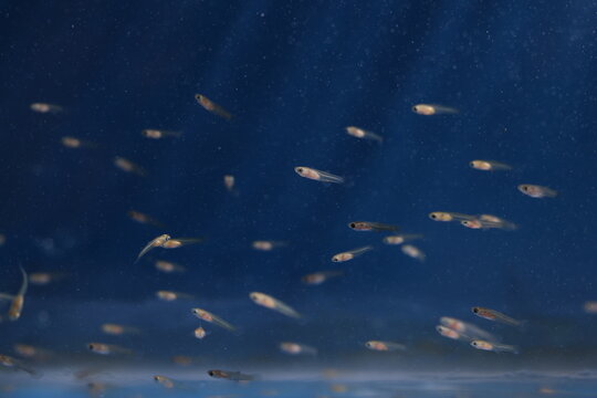 Ornamental Fish Production. Close up of a shoal of newborn Guppy fry in blue background
