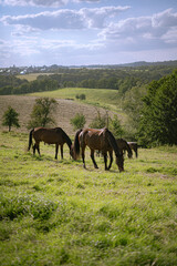 Group of horses peacefully grazing the grass on the mountainside
