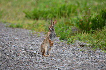Eastern Cottontail bunny rabbit stands up and looks around on the side of a country road