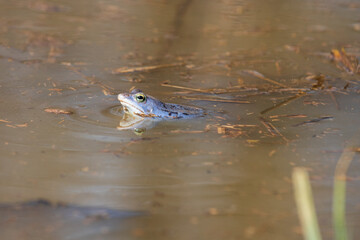 Blue Frog - Frog Arvalis on the surface of a swamp. Photo of wild nature
