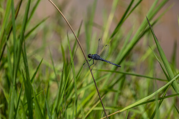 Dark blue dragonfly closeup