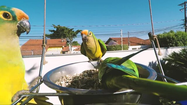 Parakeets pecking at each other over an airborne bowl of sunflower seeds in the backyard.