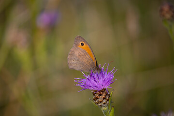 Meadow Brown