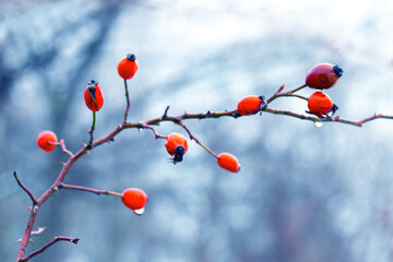 Rose hip bush with red berries and raindrops