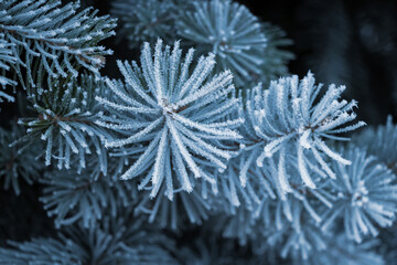 Naklejka na ściany i meble Frost-covered spruce branches on a dark background, Christmas background