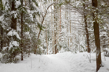 Snow covered trees in forest in winter day. Nature ladscape