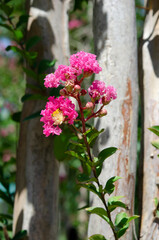 Fototapeta na wymiar Pink flowers Lagerstroemia indica. Beautiful plant crape myrtle close up. Trunk and branches with blossoming petals.