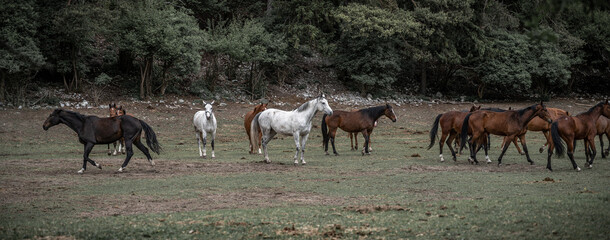 Horses