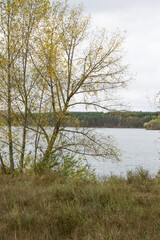 Autumn cloudy landscape with yellow birches by the river