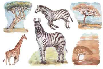 Fototapeta na wymiarsavannah africa zebra giraffe safari animals watercolor hand drawn illustration. print textile vintage realism set clipart. baobab trees