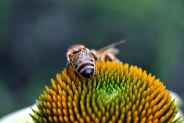 Bienen auf einem weißen Sonnenhut