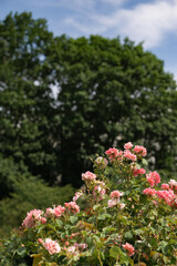 flowers in the garden