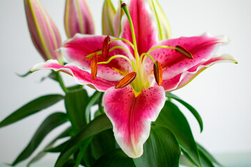 sehr schöne rot weisse Lilie © KarlHeinz