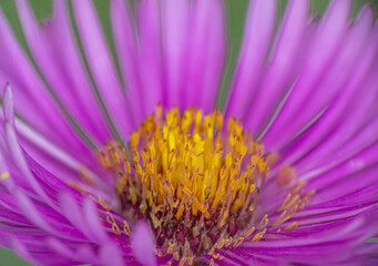 Michaelmas daisies autumn flowers macro