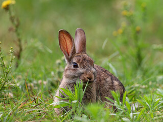 Naklejka na ściany i meble A wild rabbit sitting in the bright sunshine eating grass