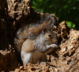 A grey squirrel eating in the English sunshine