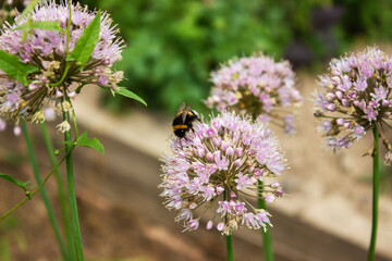 bee collects nectar from flowering onions