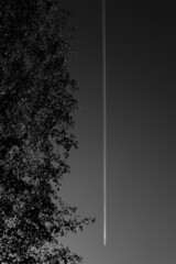 Jet contrail in black and white contrasting against a tree in the foreground
