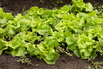 Lettuce in a vegetable garden.
