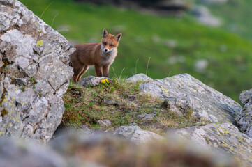Curious fox up in the mountains in the spring landscape