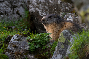 Curious marmots up the mountain