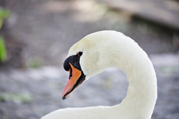 Nahaufnahme weisser Schwan