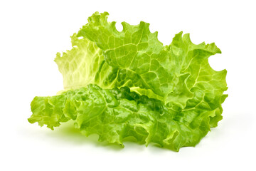 Fresh green Lettuce leaves, Salad leaf, isolated on white background. High resolution image.