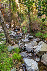 picturesque view at a mountain river flowing between old trees, stones and rocks with  grass on the steep sides of stream